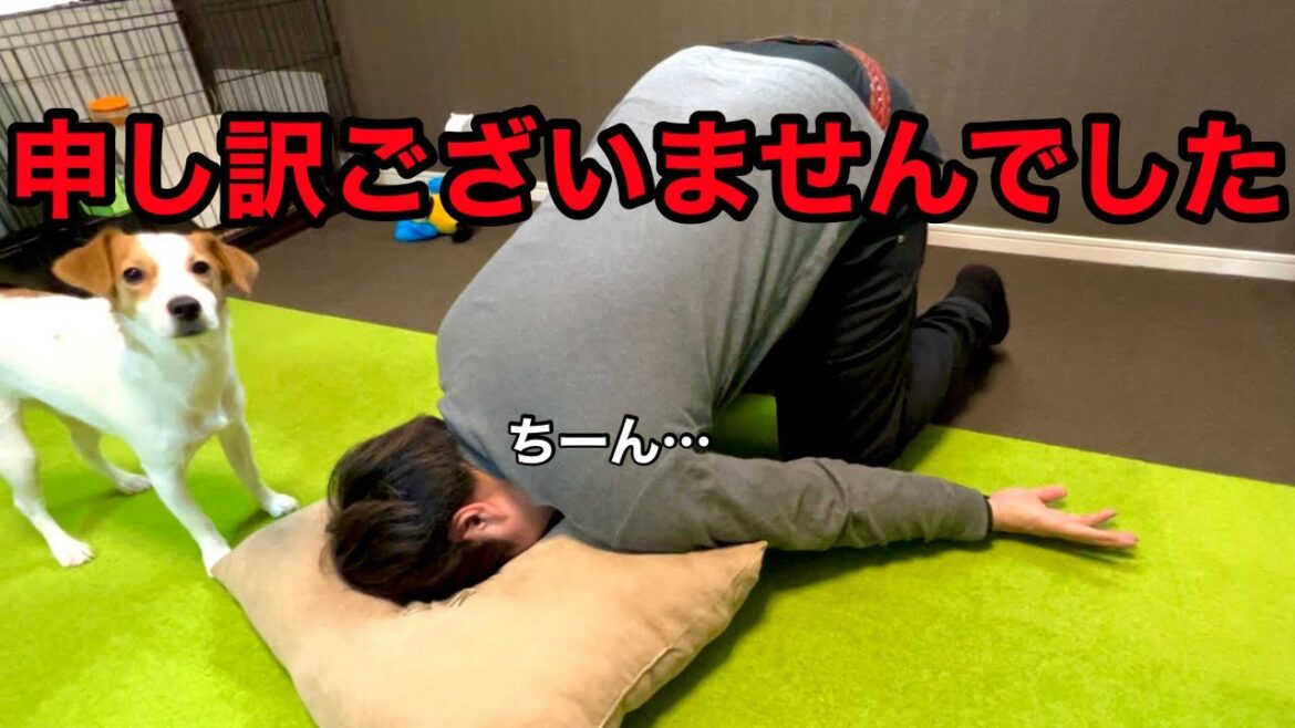【謝罪】本当に申し訳ございませんでした［しゃべる犬 ジャックラッセルテリア］