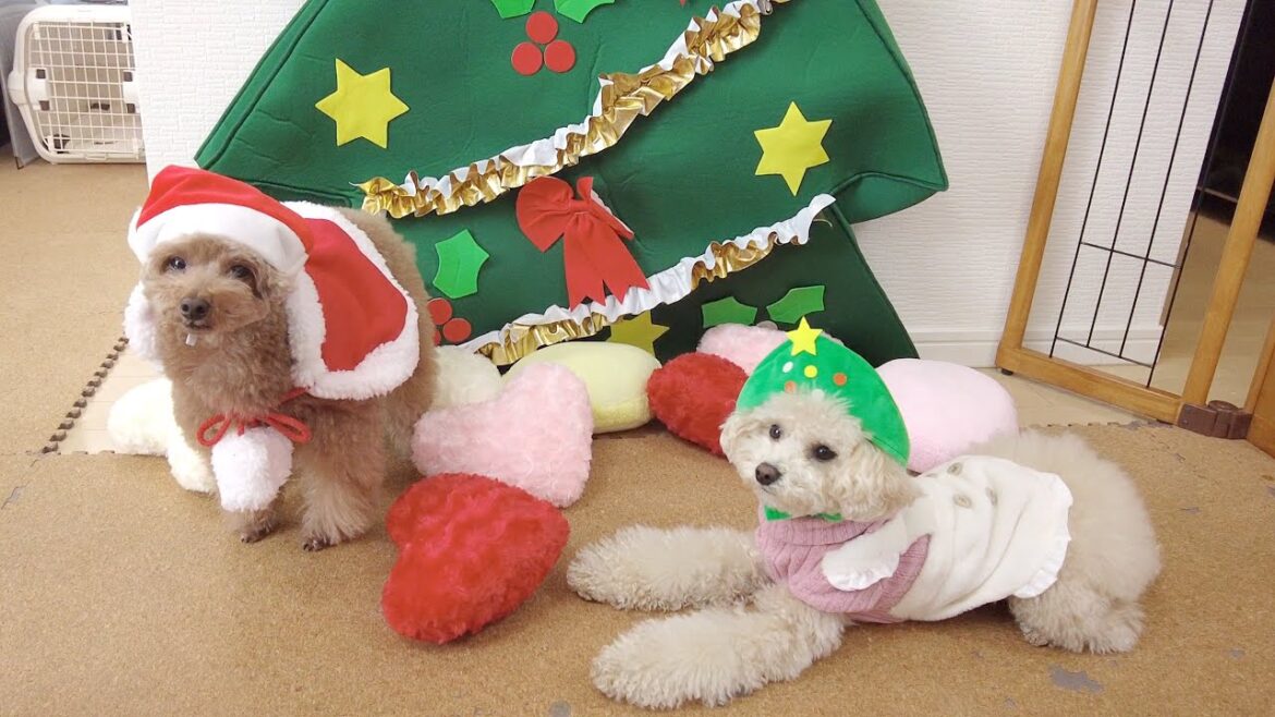 2022年のクリスマスイブにハイテンションで堪能する愛犬たち♪