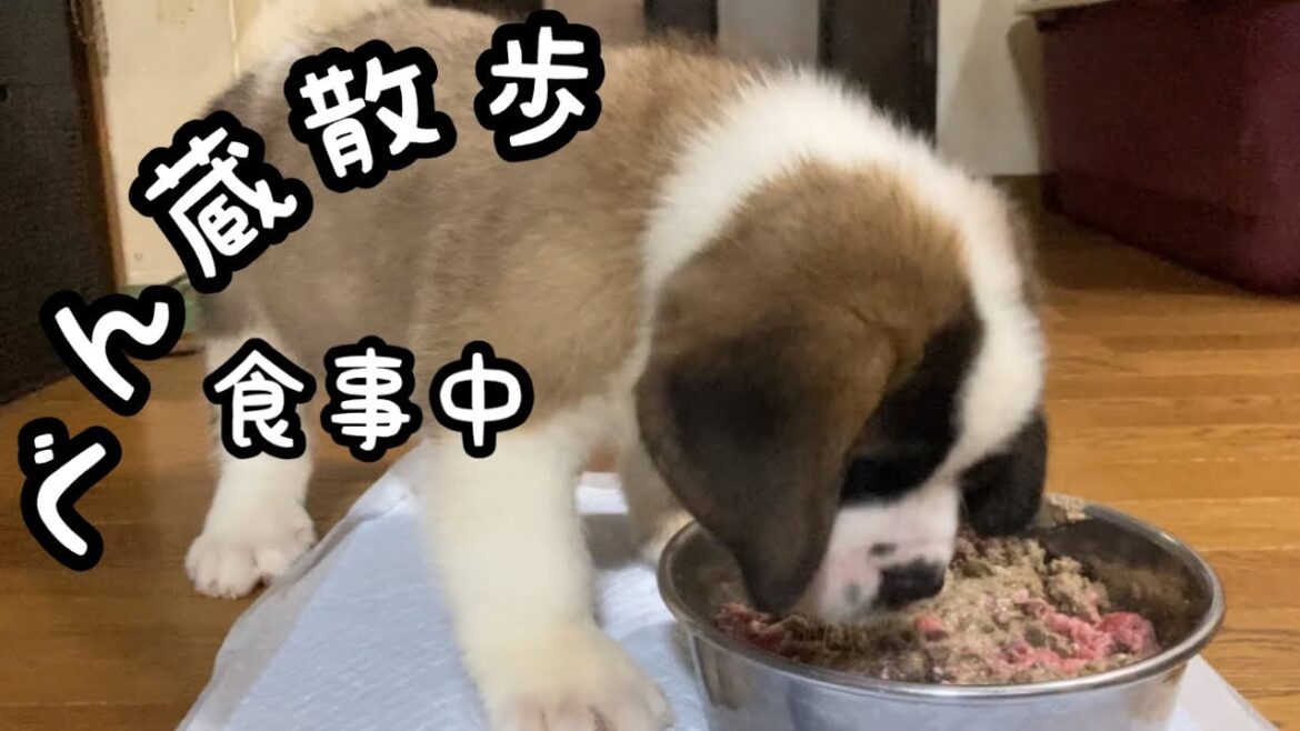 セントバーナードの子犬が食事をしているところです。