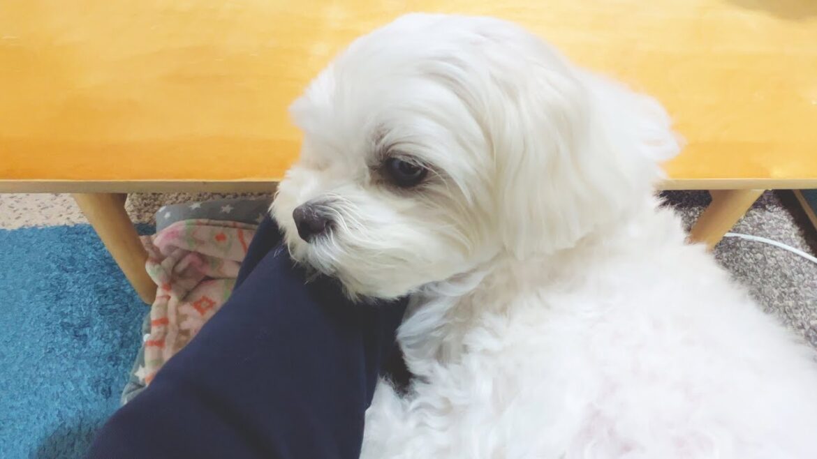 愛犬が甘えん坊すぎて晩御飯の準備をさせてもらえない動画【マルチーズ】
