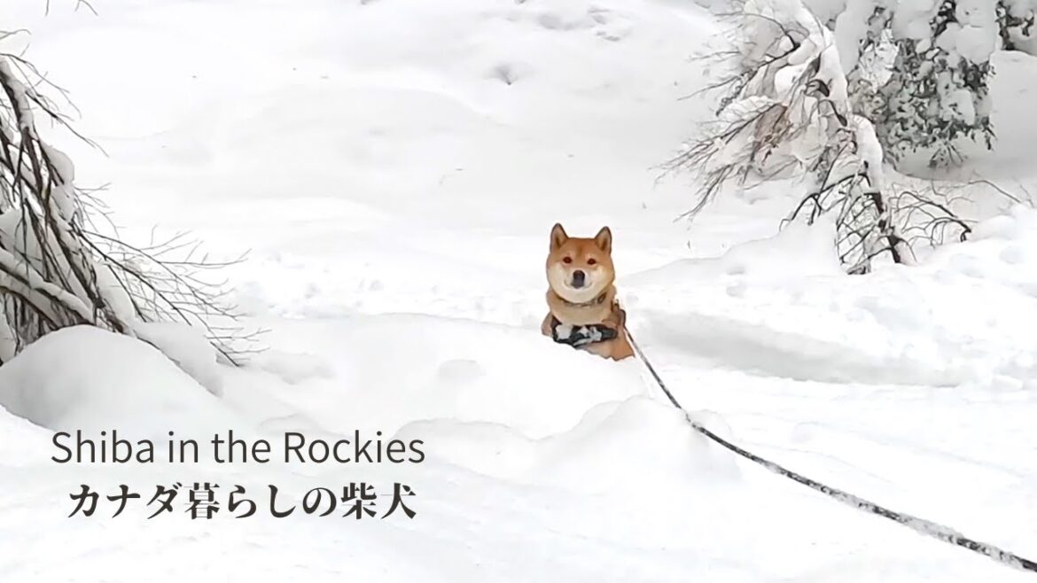 雪深い山を歩き、徐々に野生味を取り戻していく柴犬【カナダの温泉旅行・後編】 雪深い山を歩き、徐々に野生味を取り戻していく柴犬【カナダの温泉旅行・後編】