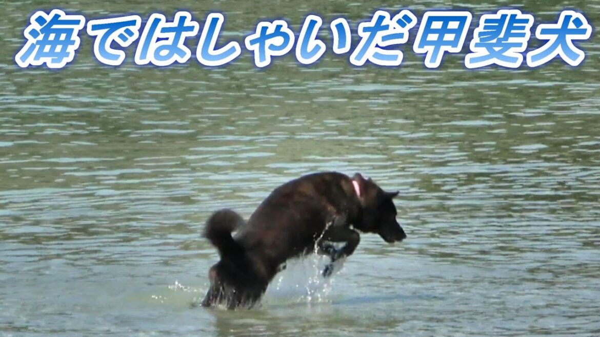 海水浴場で大はしゃぎの甲斐犬-　甲斐犬いち