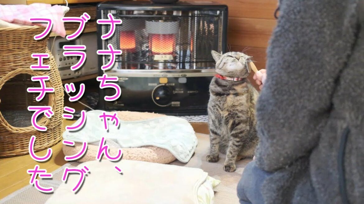 ブラッシング大好きな猫の頭をグリグリしてみた
