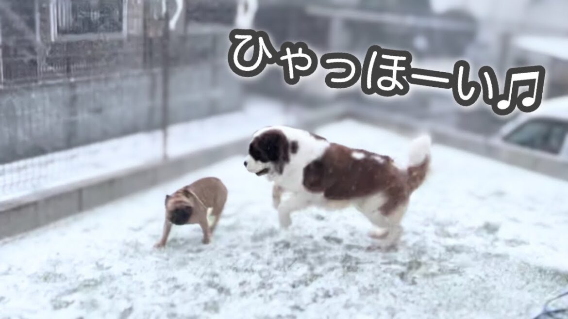 生まれて初めての雪に大はしゃぎ！超大型犬セントバーナード