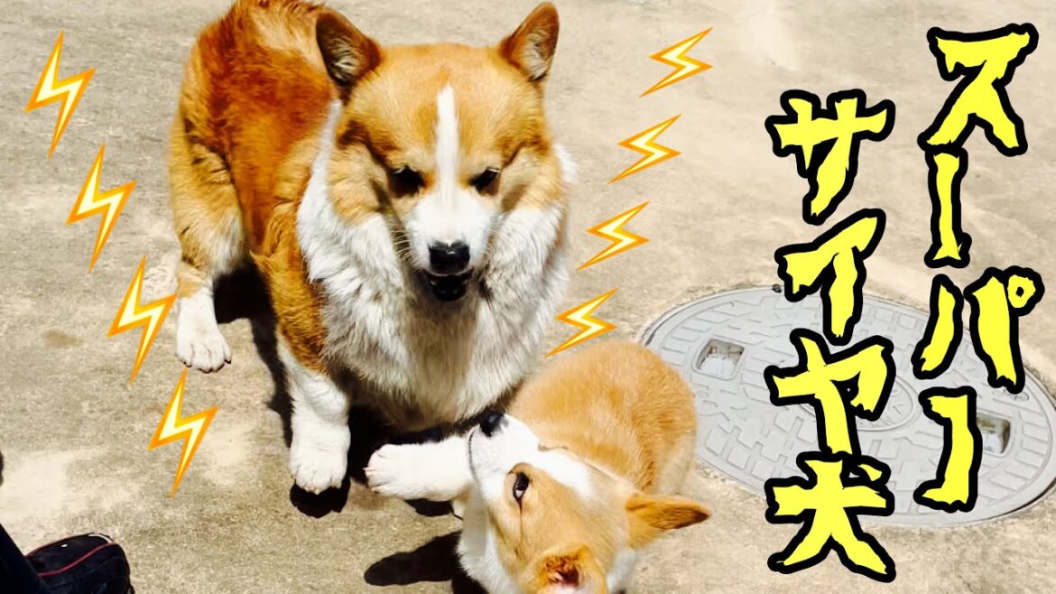 【犬】コーギー子犬のおかげで機敏になってきた老犬コーギー‼︎【コーギー子犬】