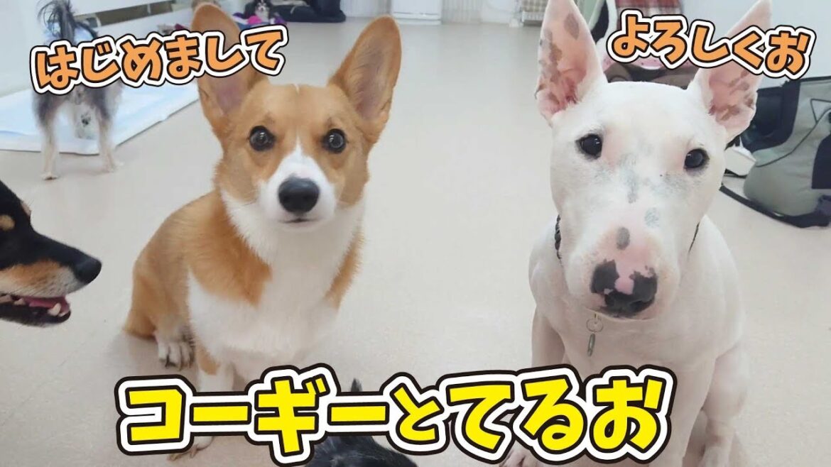 コーギーとてるお 🐶ひみつきちなう！①🐶 (ミニチュアブルテリア 柴犬 チワワ トイプードル) 2019年10月29日