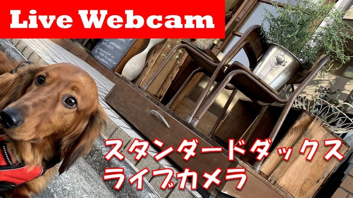 【ライブカメラ】ダックスフンド・ハリーの生配信