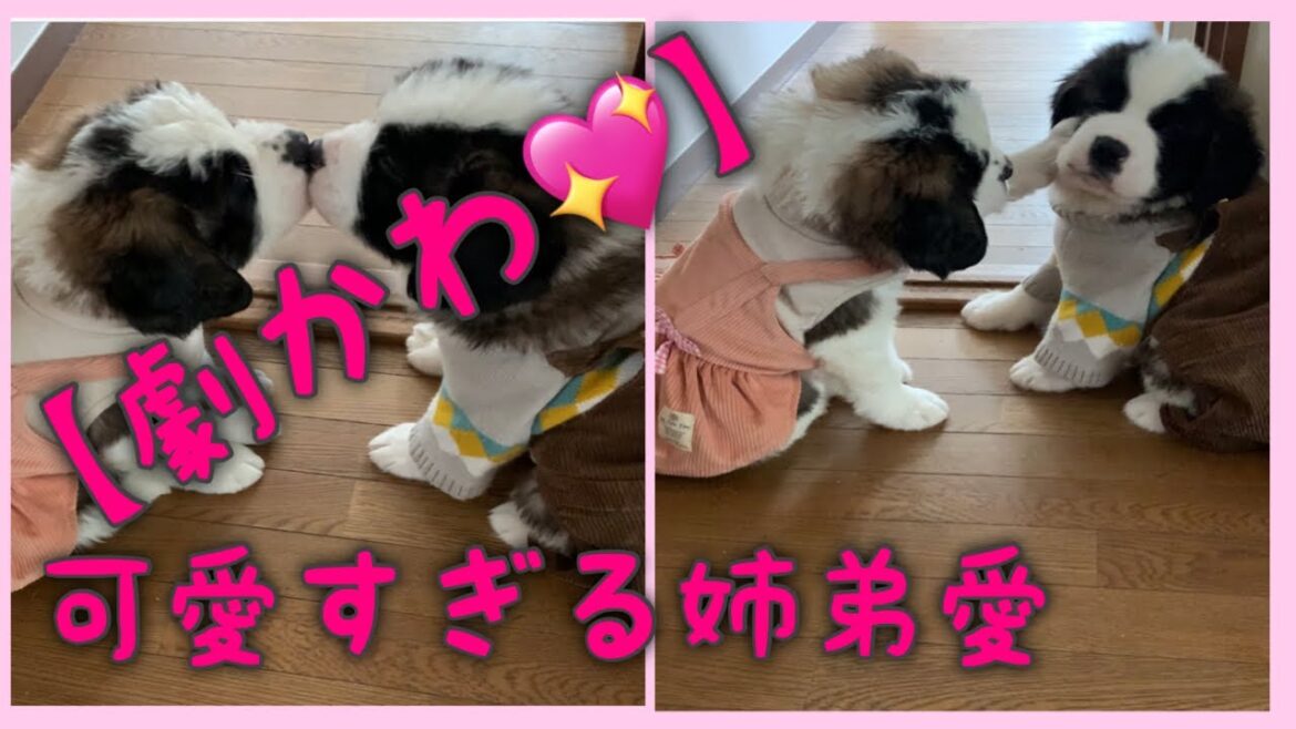 【セントバーナード】頑張れとと君💓ららちゃんが見守ってるよ