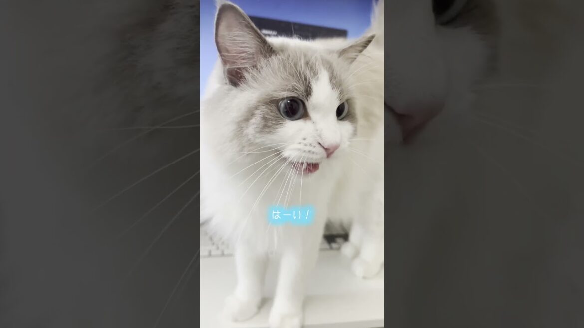 ドアップで甘えてくる猫2【ラグドール】【かわいい】