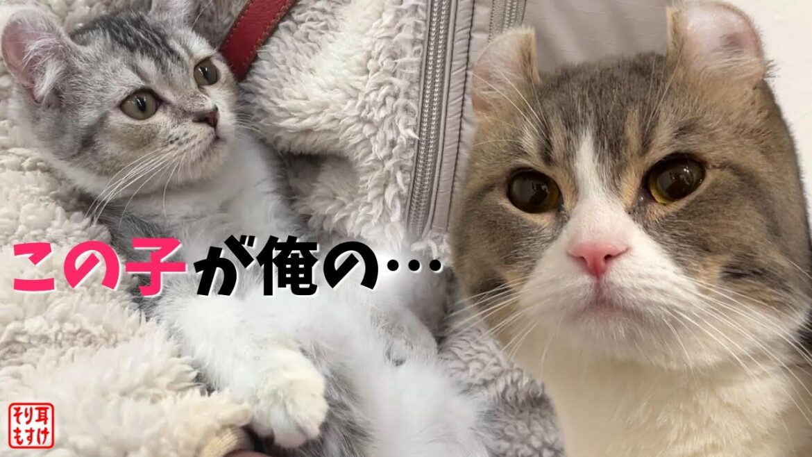 どんな赤ちゃんが産れるのか想像していたら…。まさかのご対面【妊娠57日目】 どんな赤ちゃんが産れるのか想像していたら…。まさかのご対面【妊娠57日目】