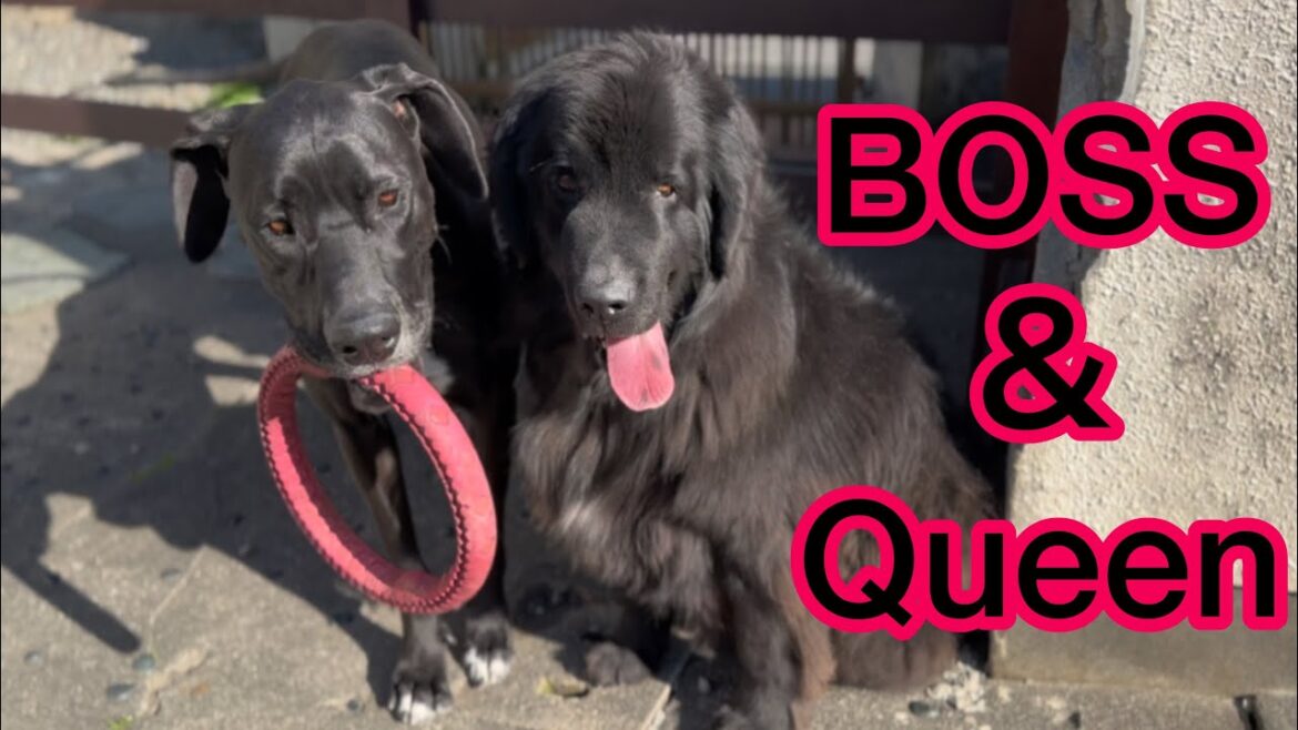 ニューファンドランドvsグレートデーン [超大型犬][大型犬][多頭飼育][渡辺ボス][犬好き][猫好き]