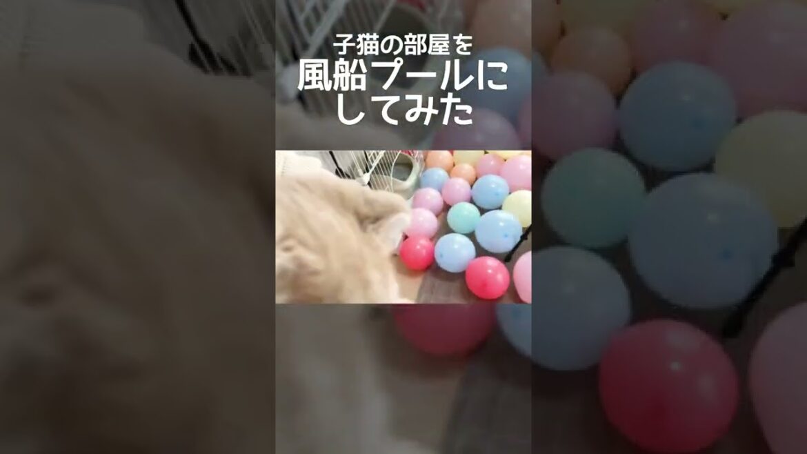 子猫の部屋を風船プールにしてみた【スコティッシュフォールド】#shorts #かわいい #子猫