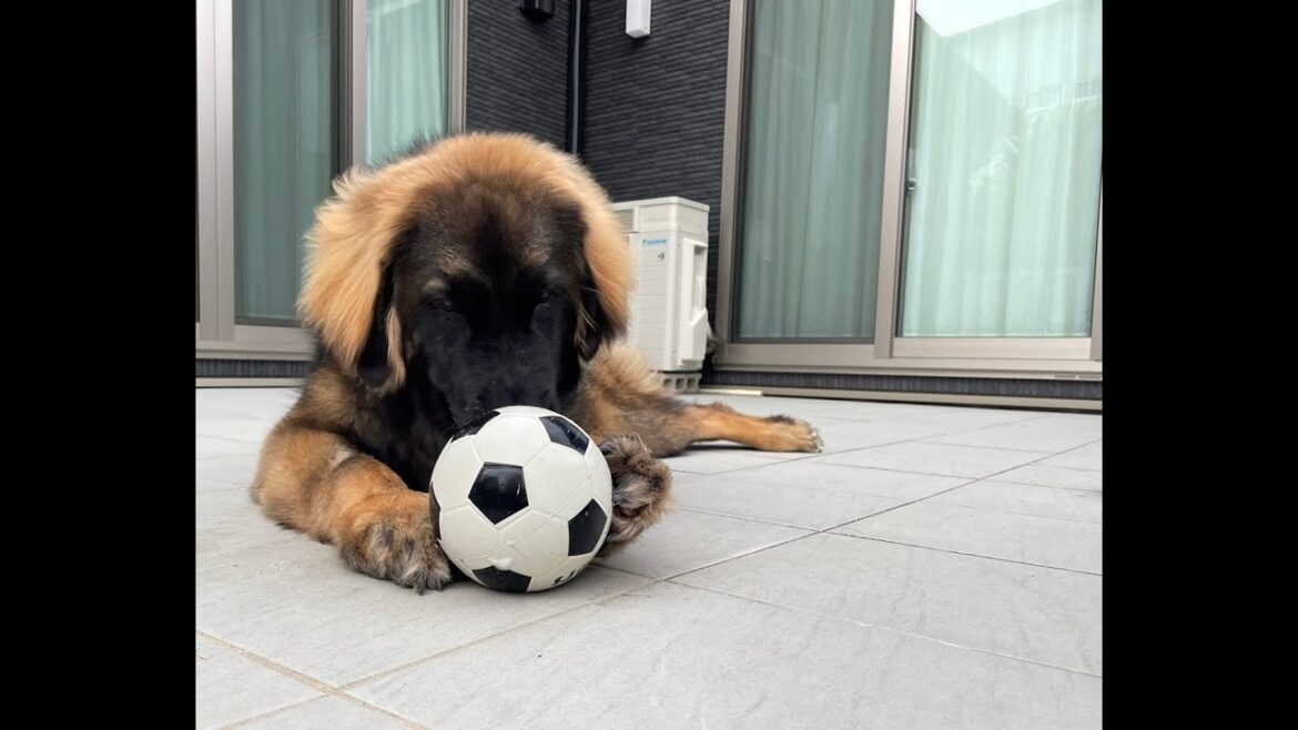 【超大型犬】　長持ちしない　Leonberger　レオンベルガー
