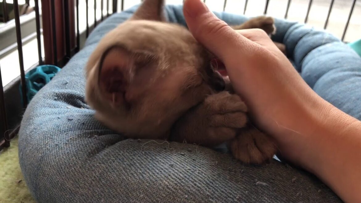 川口市　トンキニーズ　人大好きな猫　甘えん坊　犬みたいな性格