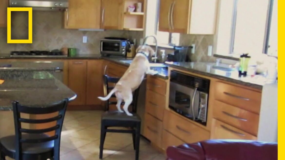 ビーグル犬 驚きの盗み食い現場 | ナショジオ