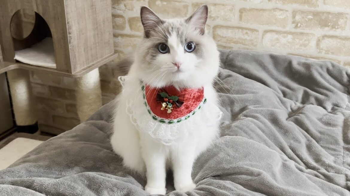 クリぼっちの飼い主を癒してくれるサンタ猫が可愛すぎた!【ラグドール】【かわいい】 クリぼっちの飼い主を癒してくれるサンタ猫が可愛すぎた!【ラグドール】【かわいい】