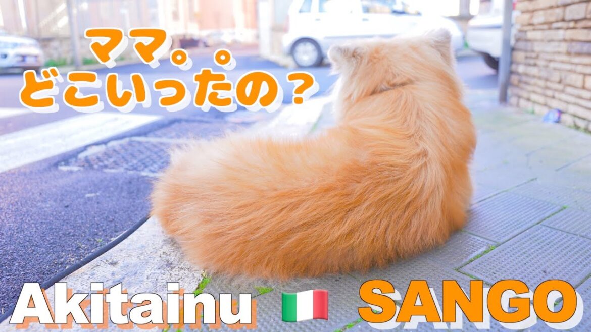 Akita Inu “SANGO” acted like Hachiko at his mom's send-off. Akita Inu "SANGO" acted like Hachiko at his mom's send-off.