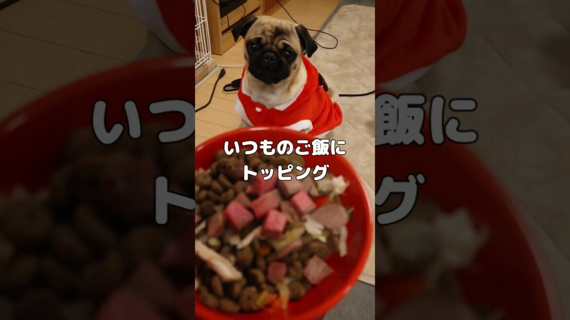 クリスマスはパグ達にも豪華飯を♡ クリスマスはパグ達にも豪華飯を♡