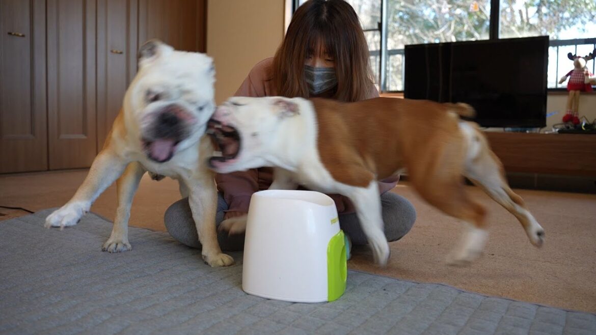 【よるぶる】クリスマスプレゼントで争い事が起きるので、サンタさんに返品したいと思いますw