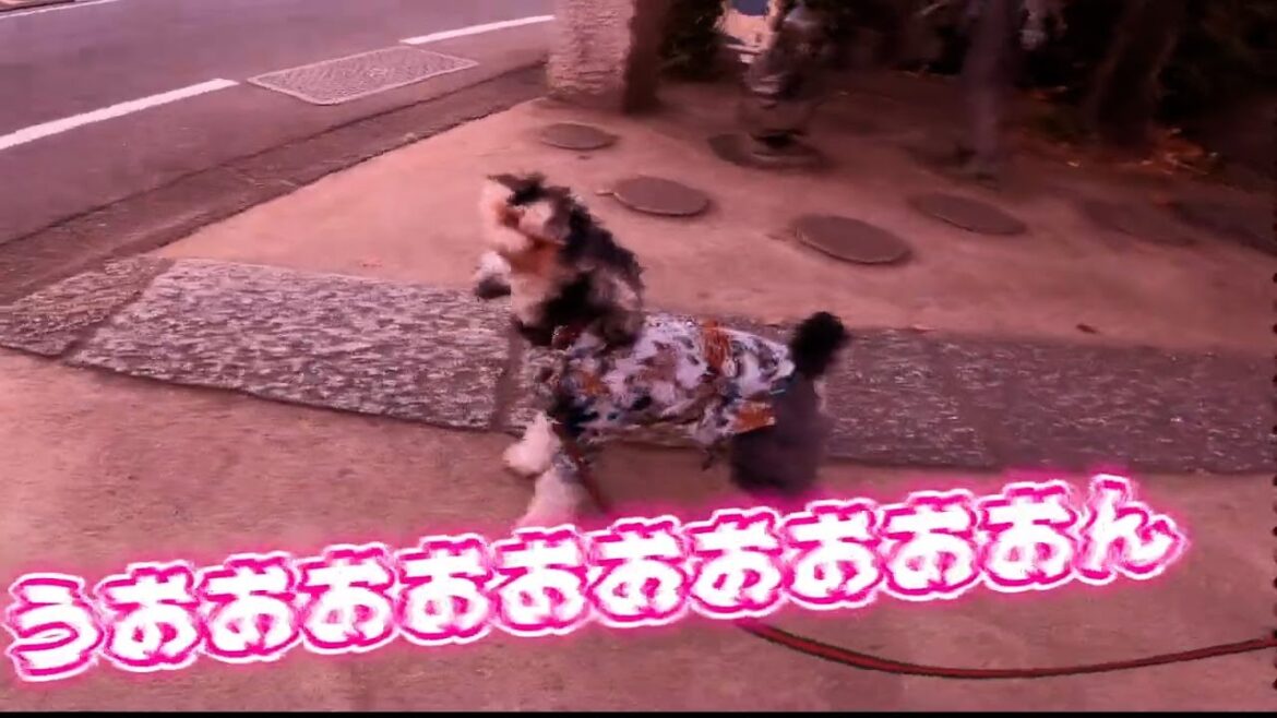 愛犬の鳴き声が可愛い【ミニチュアシュナウザー】 愛犬の鳴き声が可愛い【ミニチュアシュナウザー】