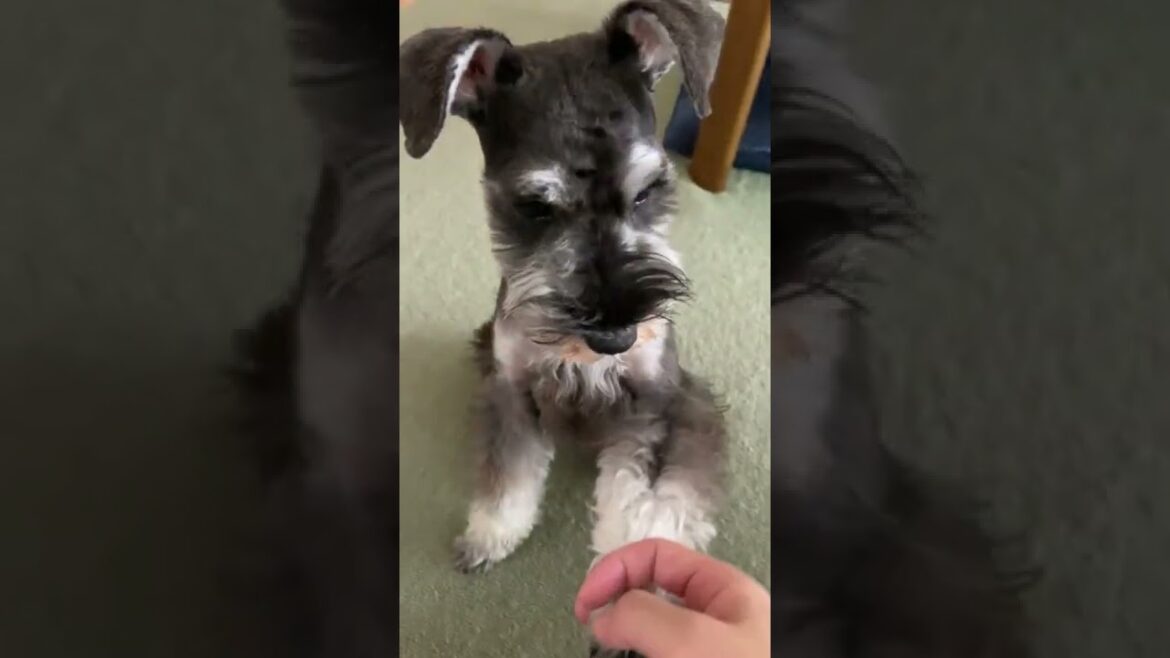 サマーカットでツルツルになった犬。ミニチュアシュナウザーひじき #shorts
