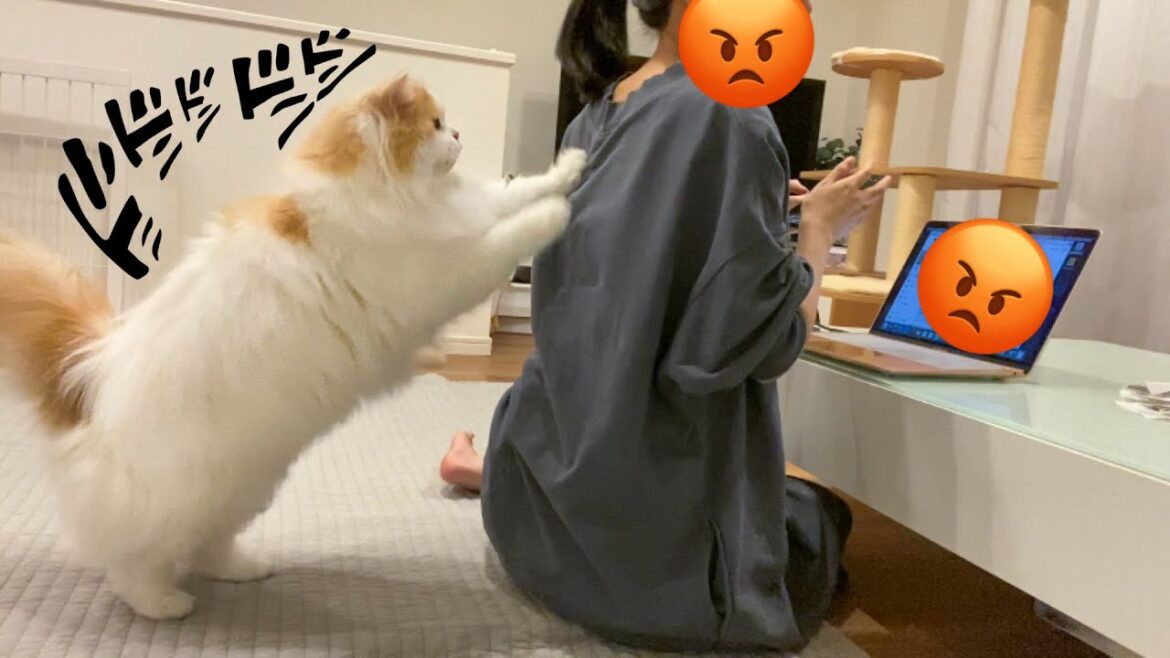 仕事が終わらない飼い主の背中をど突きまわす猫w 仕事が終わらない飼い主の背中をど突きまわす猫w