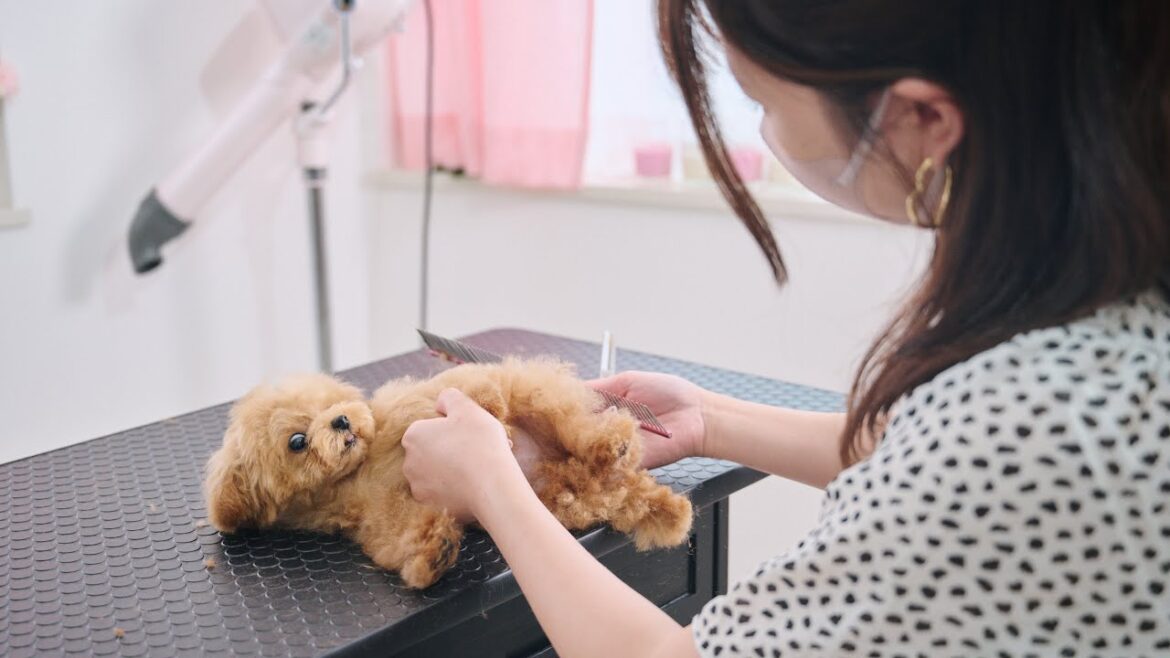 ボサボサな子犬ちゃんをトリミングさせてくれませんか? ボサボサな子犬ちゃんをトリミングさせてくれませんか?