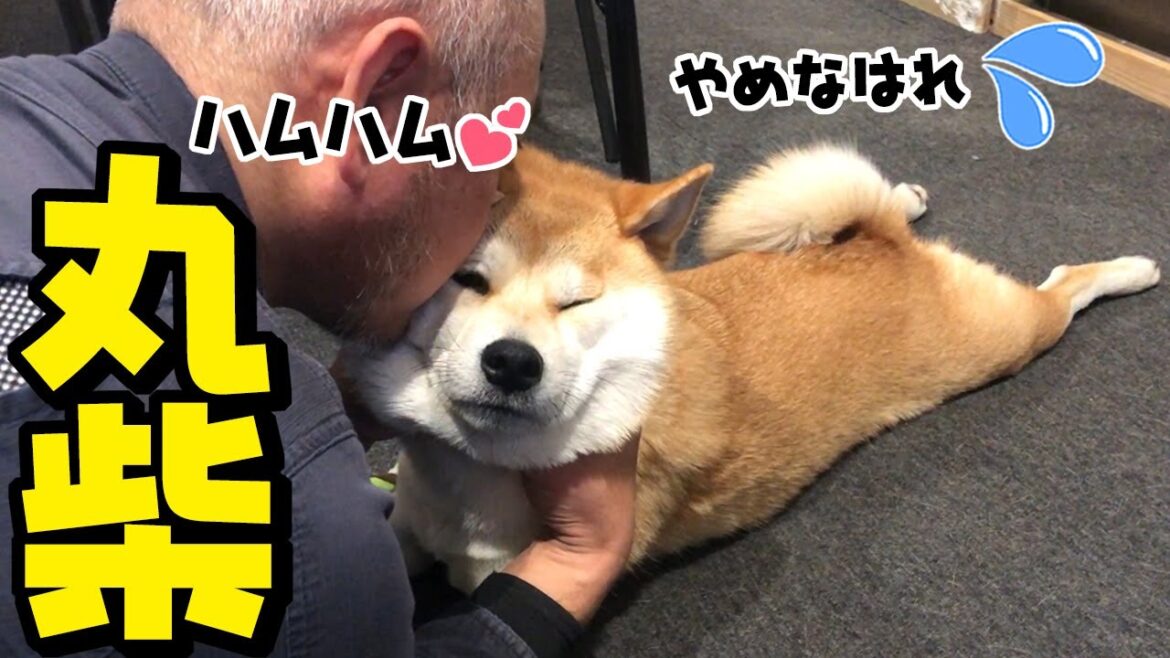 冬毛のモフモフ柴犬にキス魔が止まらないパパ 冬毛のモフモフ柴犬にキス魔が止まらないパパ
