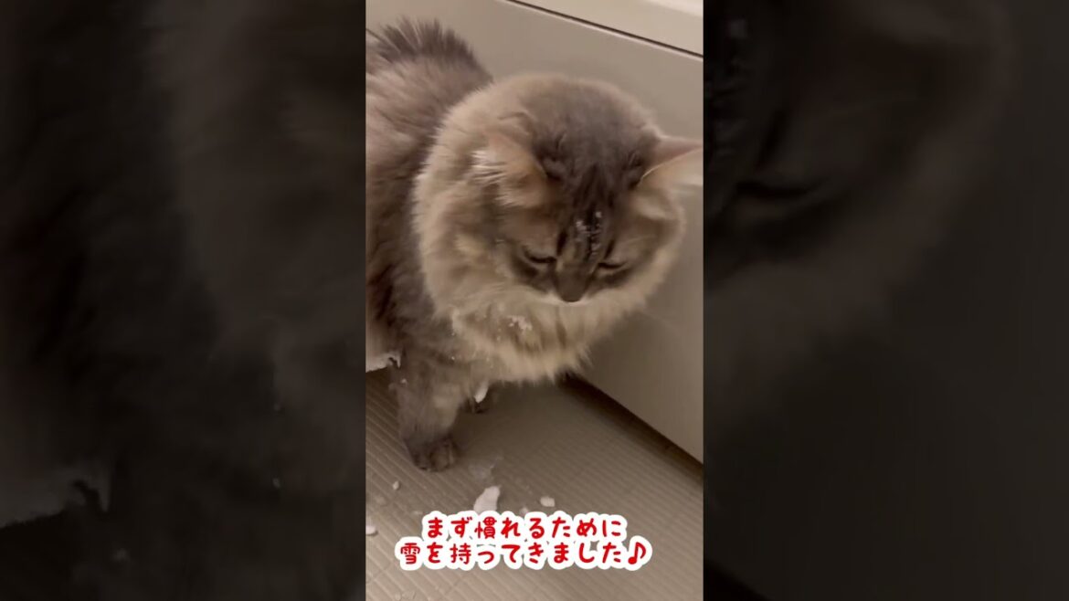 雪遊びする美猫ちゃん💕#shorts #ねこ #猫アレルギー #サイベリアン