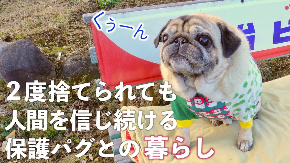 【１日中ママにべったりな超絶甘えん坊パグ】のリアルな１日｜落ち葉で焼き芋｜最後にたっぴぃサンタ登場｜PUG VLOG
