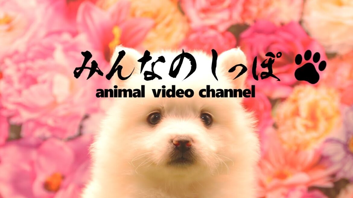 みんなのしっぽ#23 子犬動画【日本スピッツ】（ Best Dog Videos - Japanese Spitz ）