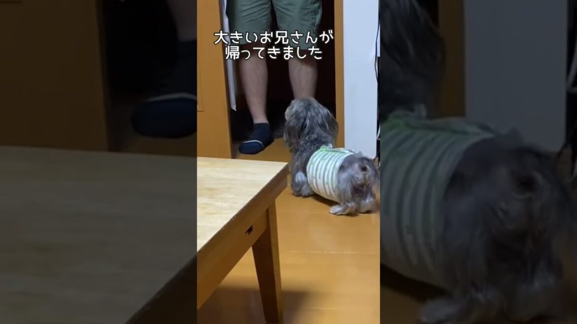 なんで？【ミニチュアダックスワイヤー】　　　大きいお兄さんだけ吠えるのなんで？