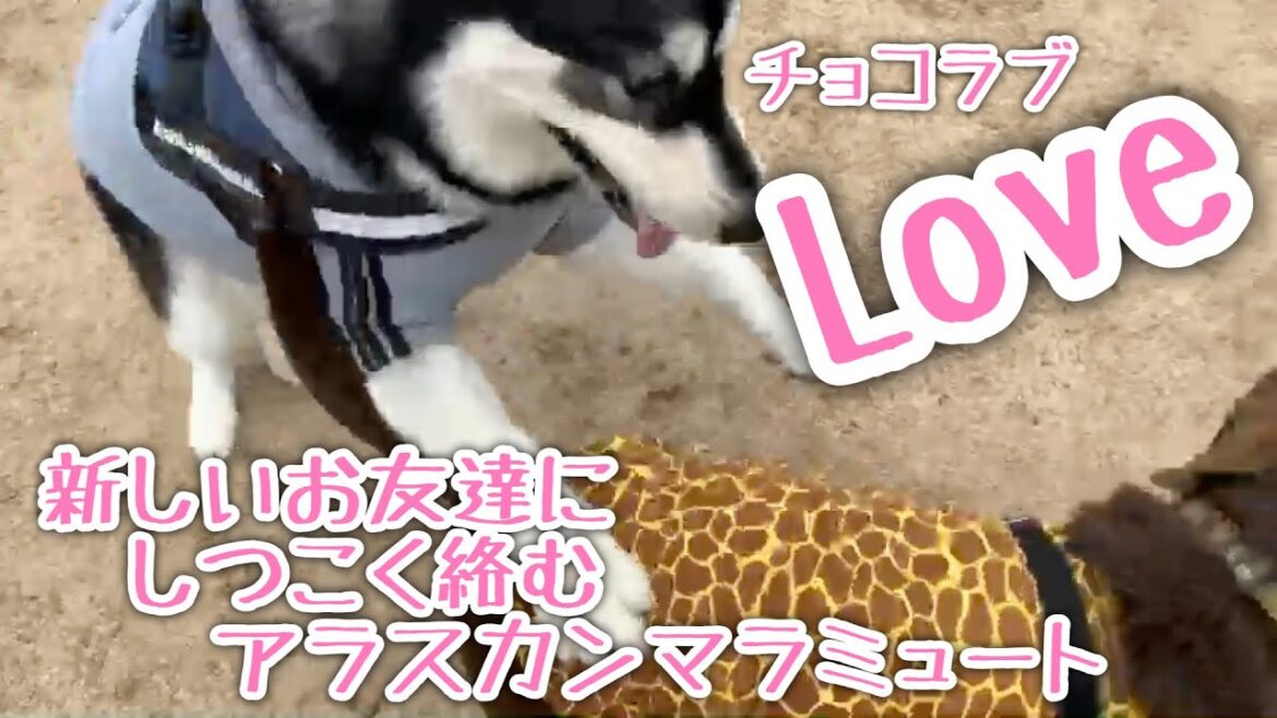 チョコラブ Love なアラスカンマラミュート【桜空】