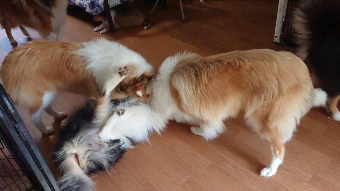 ラフコリーMotherlakecollies七茶VSマジメ2回戦　20190824