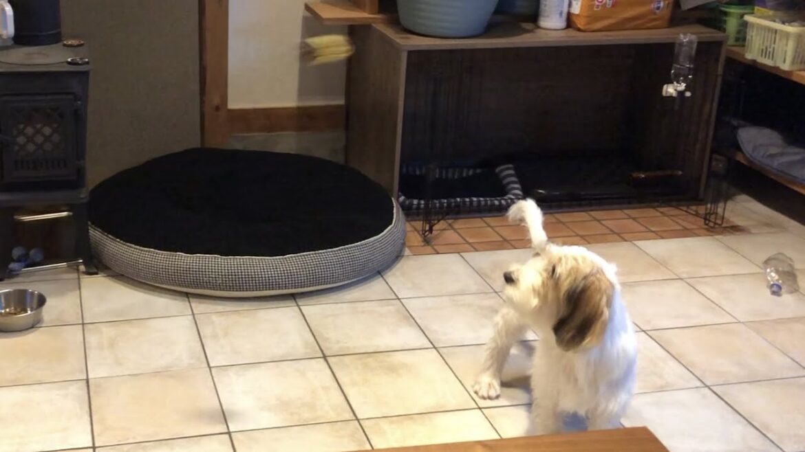 靴下キャッチ！！【プチバセの子犬】