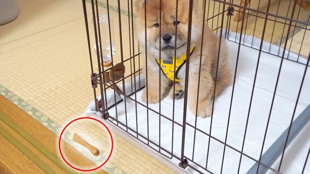 絶望するチャウチャウがかわいい