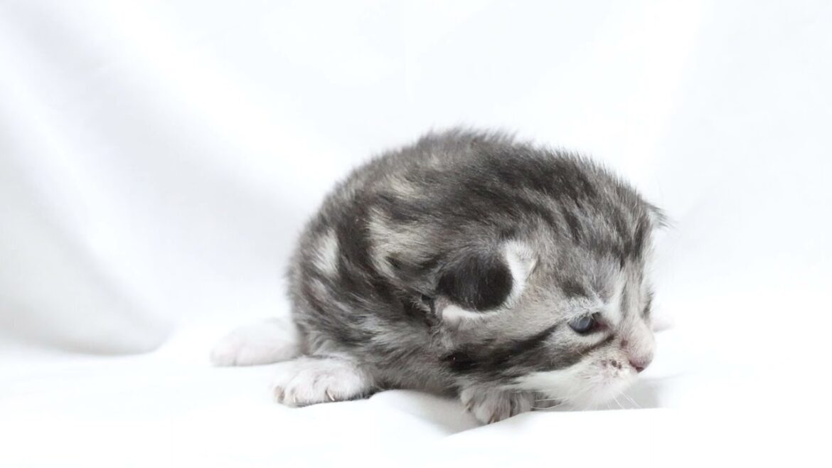 シルバーのメインクーン子猫ルカ君