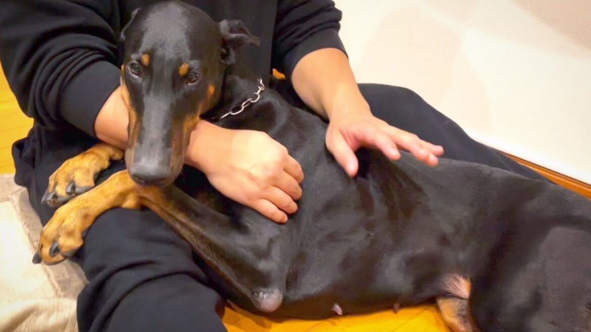 みんな知らないドーベルマンの優れた性格 みんな知らないドーベルマンの優れた性格