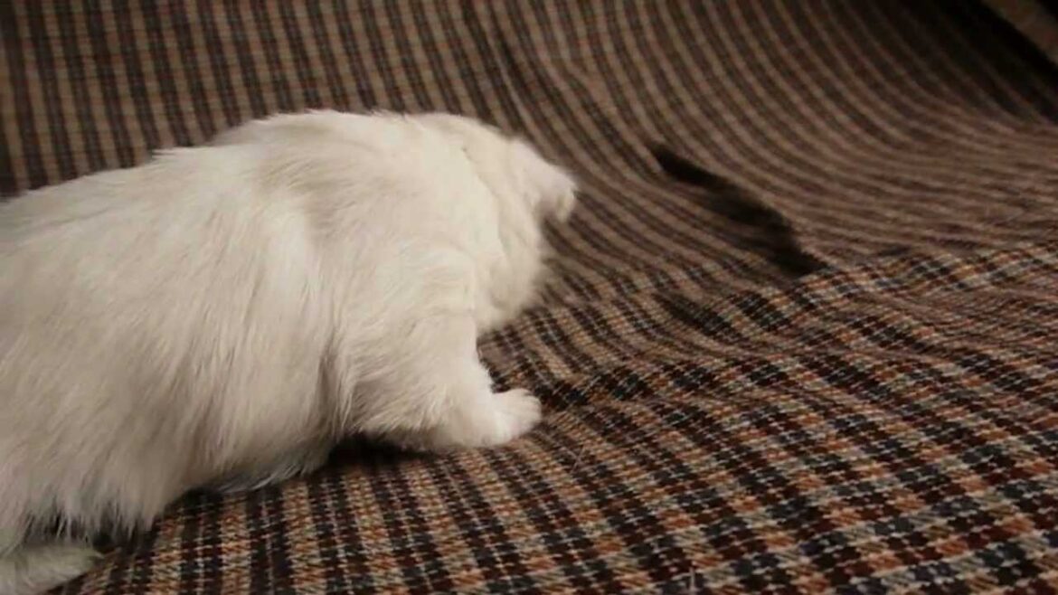 ウエスティ、ウエストハイランドホワイトテリア子犬販売PADOG