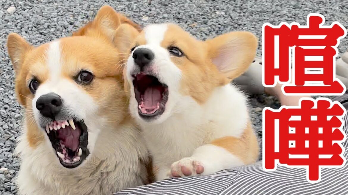 【犬】おっちゃんが倒れ‼︎起こし方で喧嘩するコーギー兄弟【コーギー犬】【コーギー怒る】【犬の喧嘩】