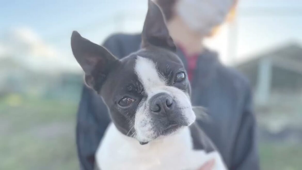 ボストンテリアの成犬 里親様募集中です