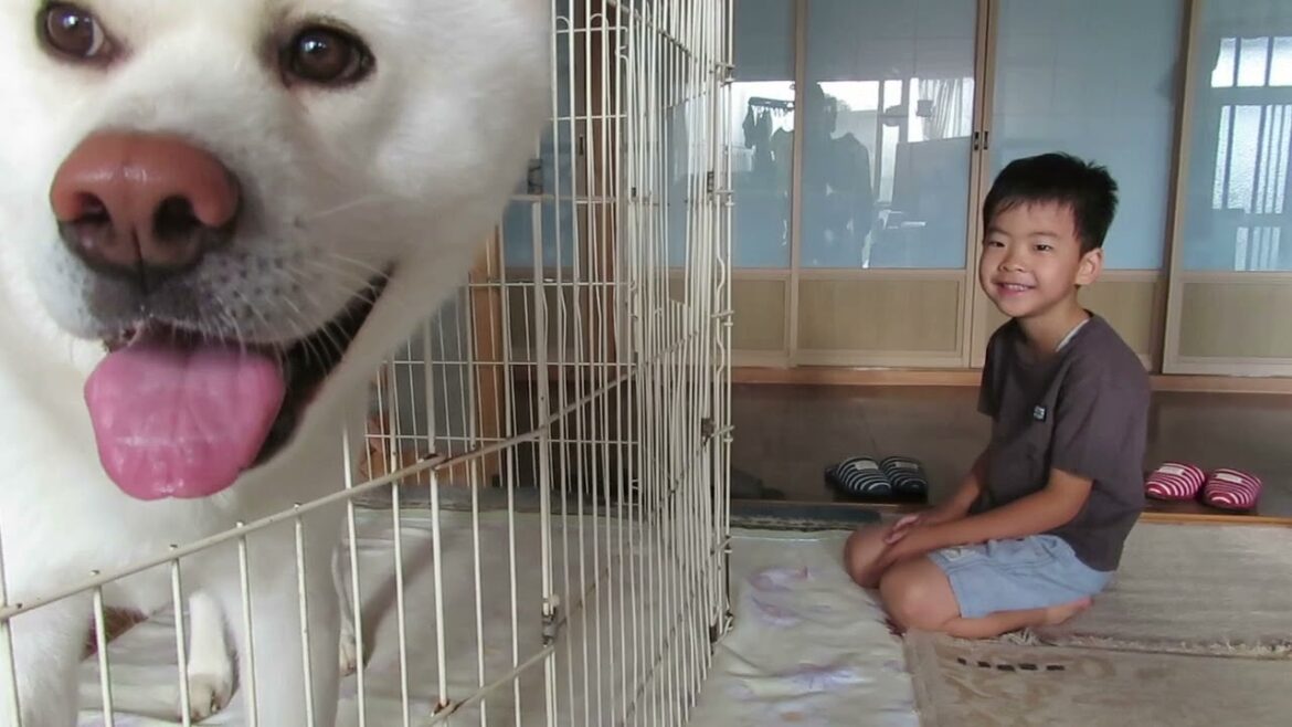 【秋田犬ゆうき】大好きなお兄ちゃんと弟くんと柴犬きなこと僕の思い出【akita dog】