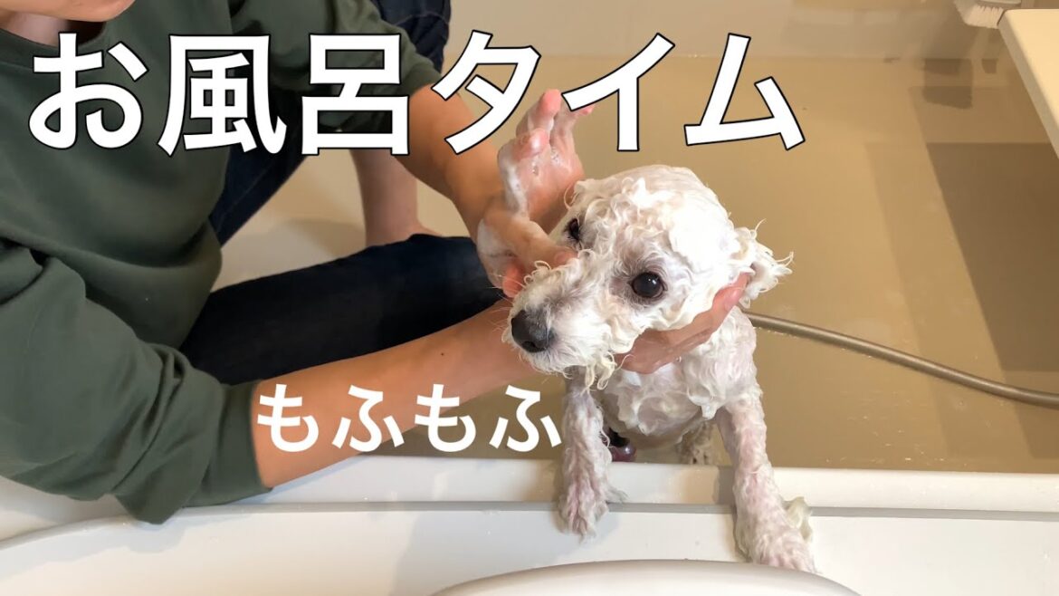 ビションフリーゼのもふもふお風呂タイム【シャンプー嫌いな子犬】