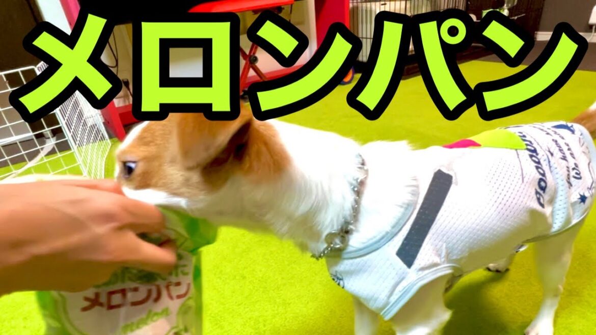 【美味】メロンパンを初めて食べた犬はこうなります［しゃべる犬 ジャックラッセルテリア］