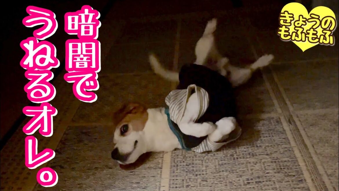 入院中のパパの寝室でうねうねしまくる犬【ビーグルさつきとシニア猫】