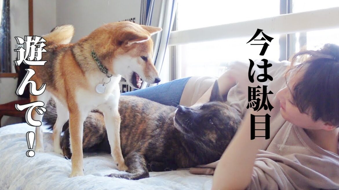 【感動】いつも甲斐犬に怒られていた我儘柴犬が待つことを覚えました！【甲斐犬・柴犬】