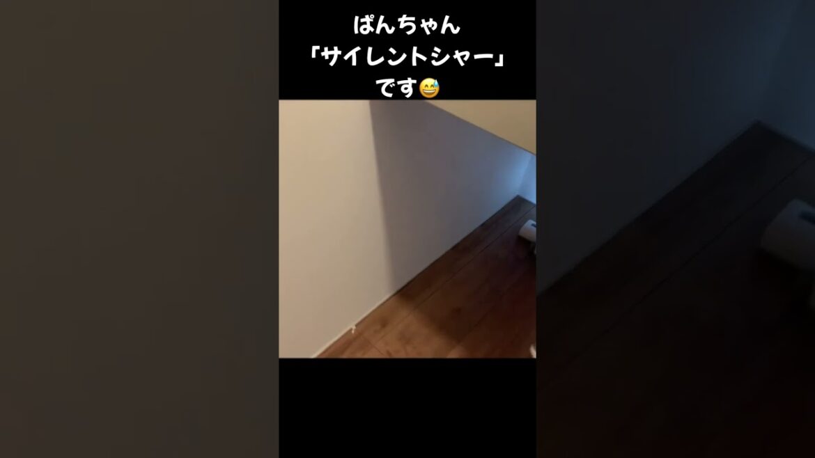 こっわぁー！サイレントシャー　#shorts #ねこ #猫アレルギー #サイベリアン