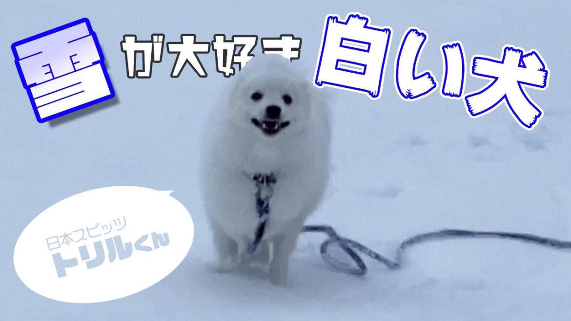 別荘の庭でかけまわる犬【日本スピッツ 子犬のトリルくん】