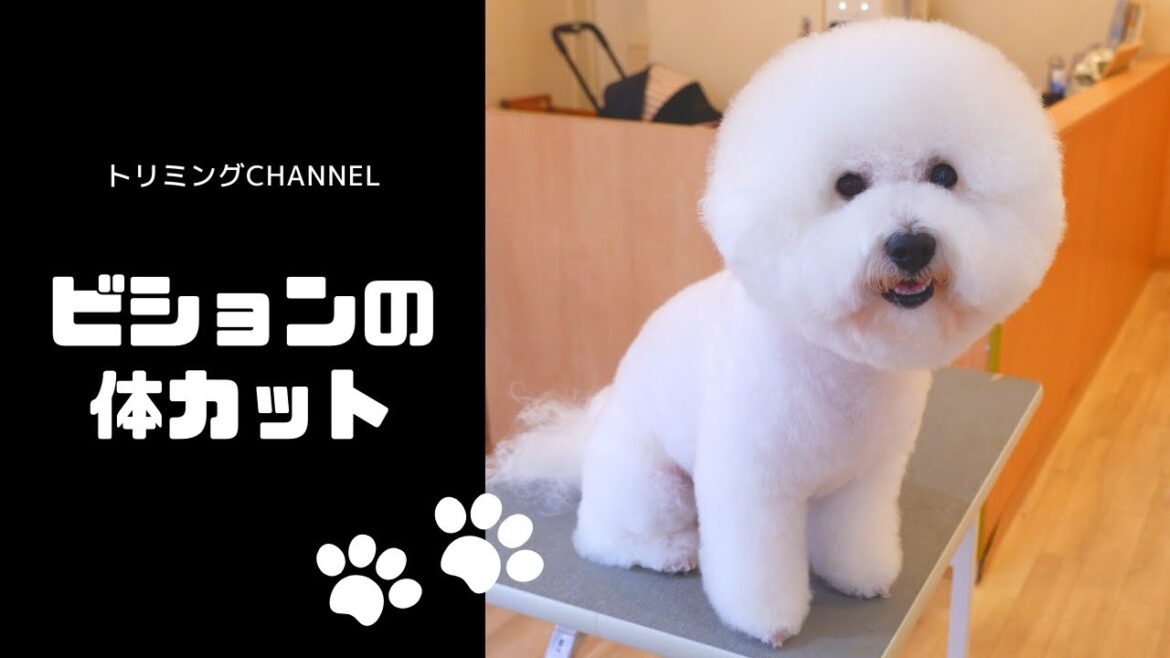 【犬のトリミング】もこもこ！！ビションフリーゼの体カット（体13mm）【トリミングチャンネル】