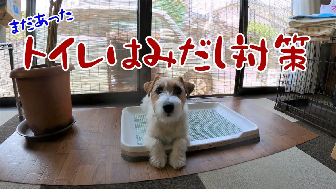 【ジャックラッセルテリア】トイレのはみ出しがどうしても直らないのでまたまた対策してみた